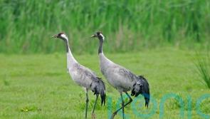 Record number of cranes bred in 2025 as UK&rsquo;s tallest bird continues comeback