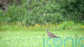 Public urged to take care not to disturb ground nesting birds
