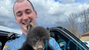 New Jersey state troopers rescue bear cub from roadside ditch