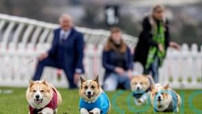 Quick off the bark: Hot dog treat spurs Islay to victory in corgi derby