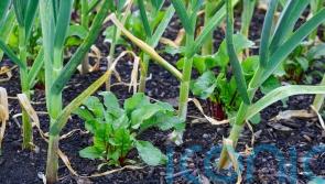 Companion planting: a simple guide to growing veg combinations