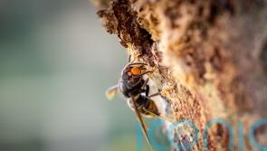 Vigilance urged for sightings of Asian hornets