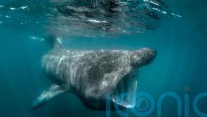Ireland&rsquo;s basking sharks and other fish risk overheating, says &lsquo;sobering&rsquo; study