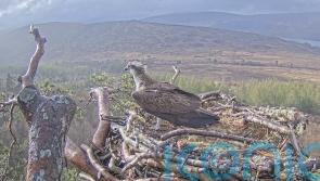 Osprey Louis returns to nest in time to woo mate away from toy boy rival