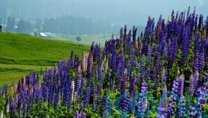 Wildflower tourism: 5 amazing places that bloom in spring and summer