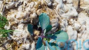 Unusual gardening hacks to save time and money