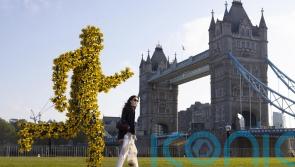 London Marathon runners to be greeted by Marie Curie&rsquo;s poignant Daffodil Runner