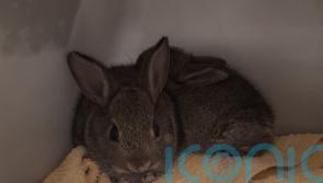 Bunnies &lsquo;doing well&rsquo; after rescue from North Sea drilling rig