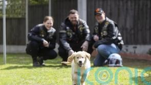 Bikers urged to volunteer to help train guide dog puppies for &lsquo;real world&rsquo;