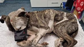 Dog found injured and partially buried in Derry