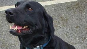 Garda sniffer dog discovers large stash of drugs in Offaly