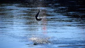 Incredible 57lb salmon caught on River Suir - the one that didn't get away!