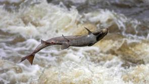 Synonymous with good fishing - Tipperary village gets ready to honour the salmon!