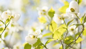 Holycross annual spring clean to take place this weekend