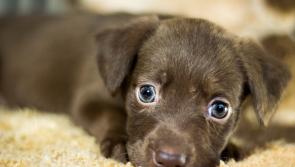 Carlow group are organising GoFundMe sky dive for Carlow SPCA