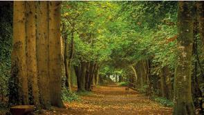 WHAT'S ON: Large cultural festival just around the corner in County Carlow
