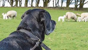 Carlow Regional Game Council attack proposed ban on e-collar training devices for dogs
