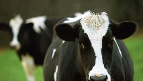 ICMSA calls on banks to support Limerick farmers in &lsquo;challenging&rsquo; year