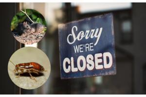 Cockroaches and mouse droppings found as twelve food businesses forced to close in March