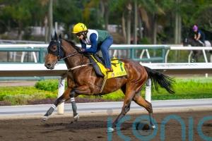 Low draw not expected to hamper formidable Ka Ying Rising