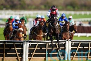 Minella Study remains unbeaten in Cheltenham romp