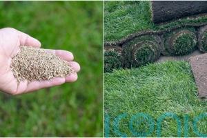 Turf vs seed: which is the best option for you?