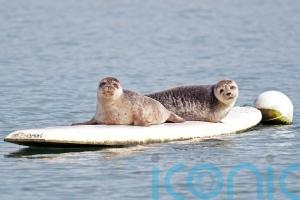 Statue would be ‘seal of approval’ for Dungarvan’s famous surfers