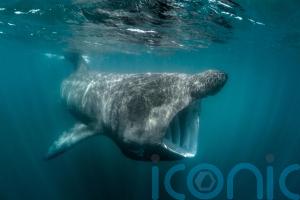 Ireland’s basking sharks and other fish risk overheating, says ‘sobering’ study