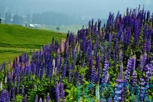 Wildflower tourism: 5 amazing places that bloom in spring and summer