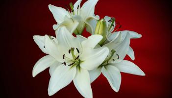 Death Notices for Laois - Monday, November 10