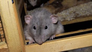 Christmas warning to Carlow homeowners over 'climber' rats invading homes