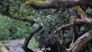 APPEAL: Investigation underway after 'endangered' White-tailed Eagle is shot