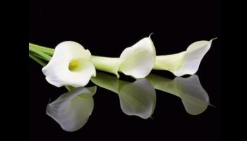 Deaths in Dundalk - Thursday 8 January 2025