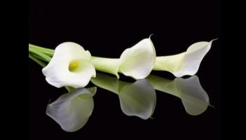 Deaths in Dundalk - Thursday 9 April 2026