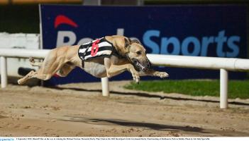 Gone to the dogs: Eight winners in magnificent week for Offaly greyhounds