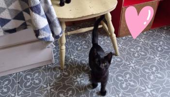 Animal organisation makes appeal to find forever homes for two kittens in Tipperary