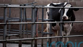 All-Ireland Bluetongue resolution needed for live exports North and South - Sligo/Leitrim TD