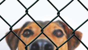 NEWS: Paws Animal Rescue has submitted a planning application to Tipperary County Council