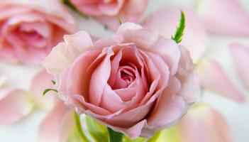 Kildare Death Notices for today: Monday, March 30 2026