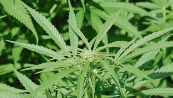 Cannabis &lsquo;expert&rsquo; given final warning at Limerick Newcastle West court