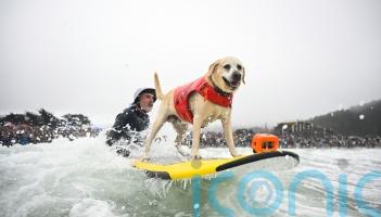 Wave-riding canines take on surf to be named top dog