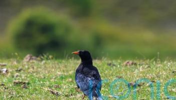 Wild-born chough fledges and thrives in Kent for first time in 200 years