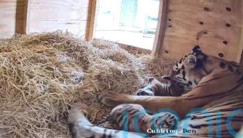 Two rare tiger cubs born at UK safari park