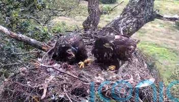 Record breeding year for England’s white-tailed eagles as three chicks fledge