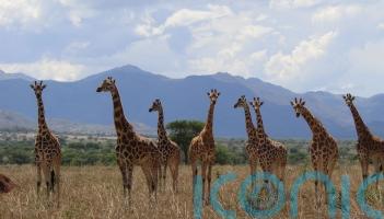Major new assessment recognises four separate giraffe species for the first time