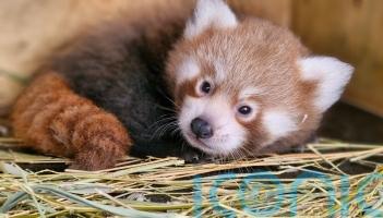 Public asked to help name endangered red panda cub born at zoo