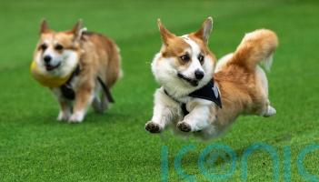Thousands gather to enjoy spectacle of corgi racing – and dressing up