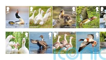 Royal Mail issues quacking collection of stamps celebrating duck species