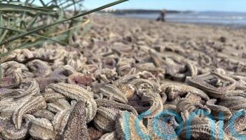 Heavy seas likely reason for mass starfish stranding, says expert
