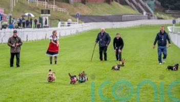 Dachshunds take to racecourse bidding to be crowned top dog